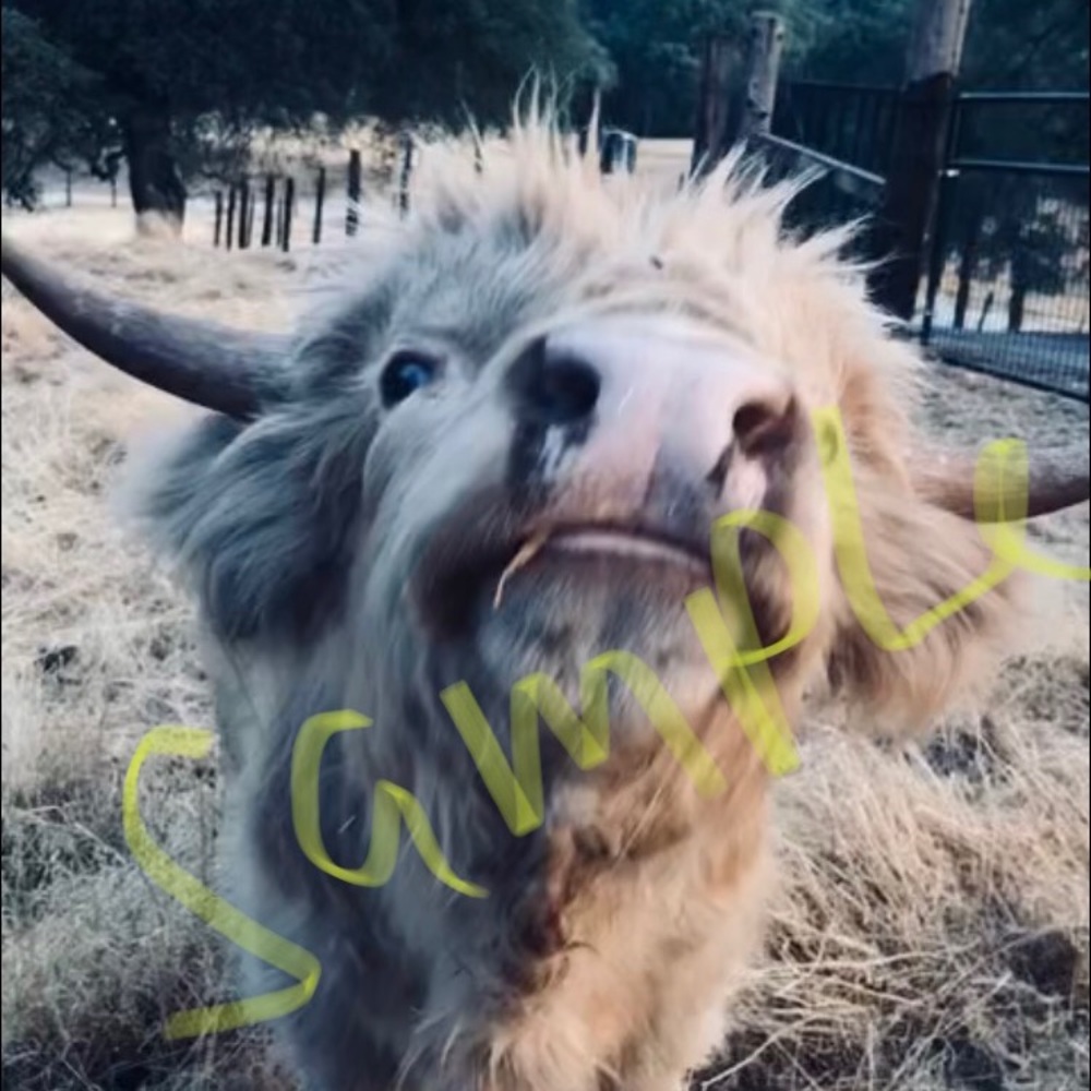 Farmhouse decor, cow,highland